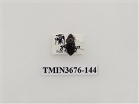 藏品(步行蟲(2))的圖片